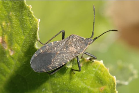 Picture of an adult squash bug on a leaf