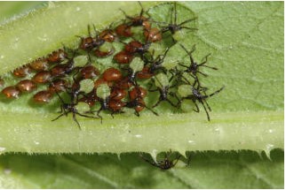Picture of squash bug eggs and baby squash bugs on the underside of a leaf.